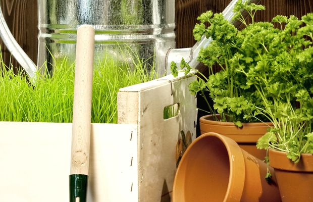 Parsley growing in clay pots beside a box of grass, a rake and a watering can